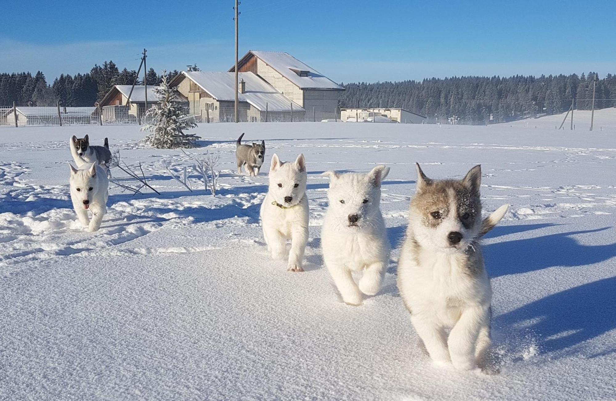 Apartmán Vent_Du_Nord Tramelan Exteriér fotografie